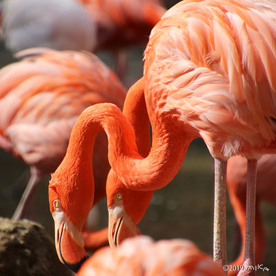 ベニイロフラミンゴ（神戸市立王子動物園）