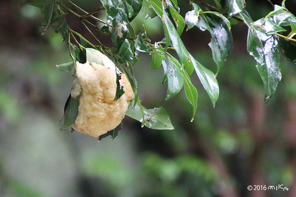 モリアオガエルのたまご（神戸市立森林植物園）②