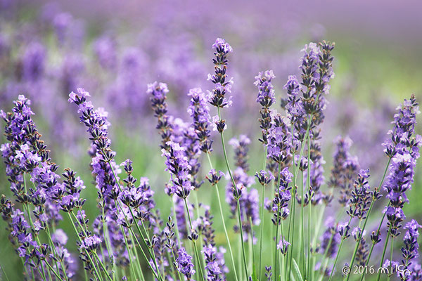 イングリッシュ系ラベンダーの花畑①