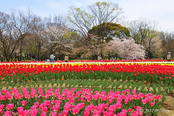 チューリップの花園②（万博記念公園自然文化園）