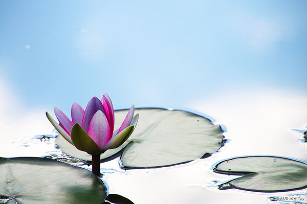 スイレンの花の壁紙