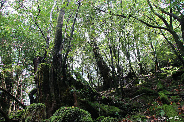 苔むす森（白谷雲水峡／屋久島）②