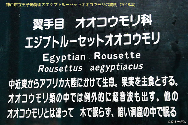 神戸市立王子動物園のエジプトルーセットオオコウモリの説明