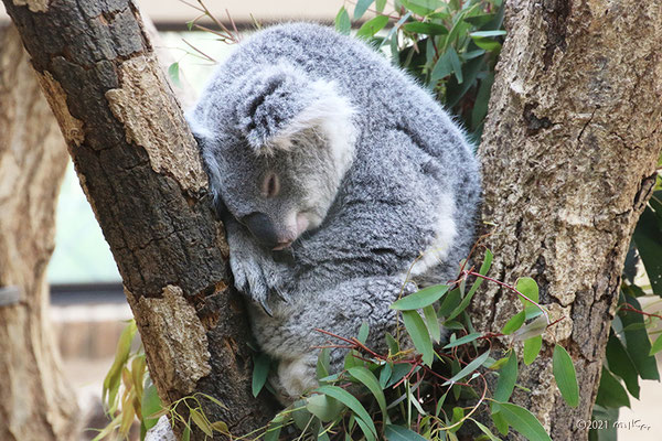 コアラ（神戸市立王子動物園）