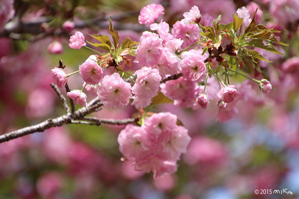 松月（しょうげつ）平成19年の「今年の花」／造幣局桜の通り抜け