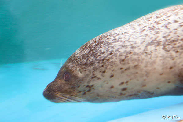 ゴマフアザラシ①（鳥羽水族館）