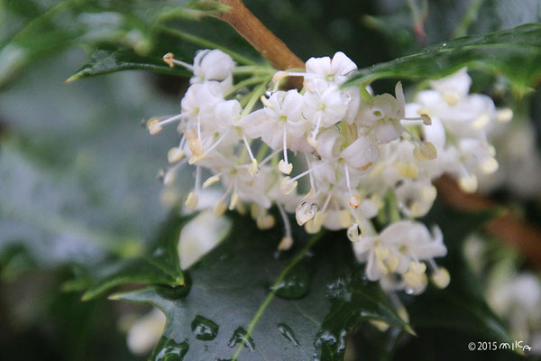 ヒイラギの花