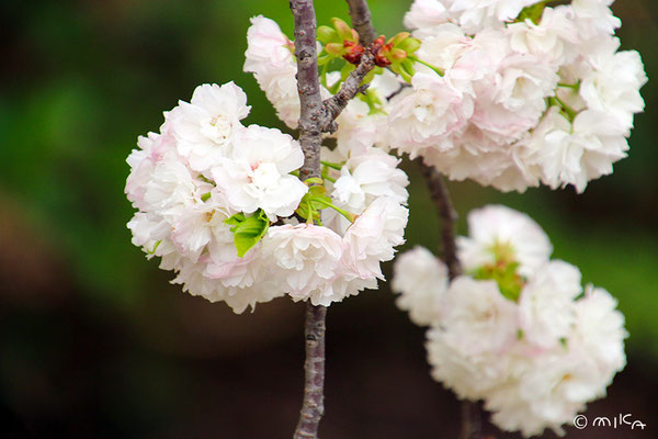 欄欄（らんらん）令和7年と平成14年の「今年の花」／造幣局桜の通り抜け