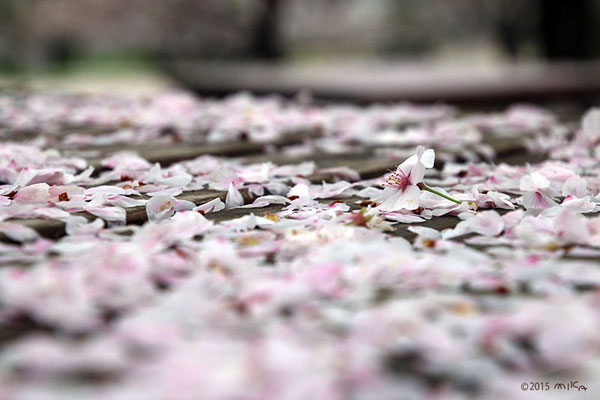 ベンチに散ったさくらの花びら