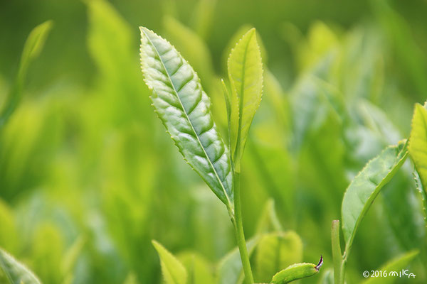 新茶の茶葉（一芯二葉／５月）①