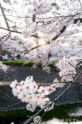 夙川公園の桜➁〔兵庫県HFさん撮影〕