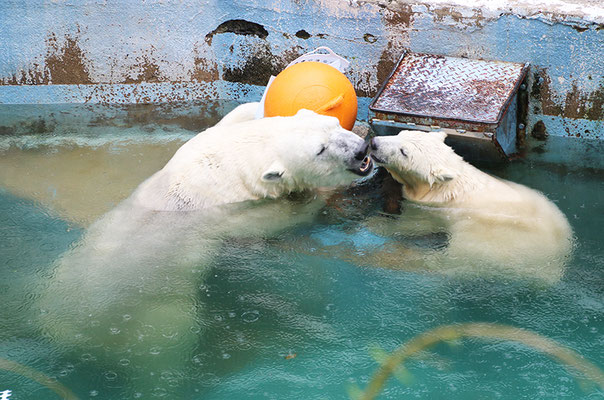 お母さんのイッちゃんと顔を寄せるホウちゃん①（天王寺動物園）