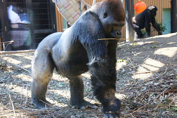 モモタロウの歩く姿①（京都市動物園のオスのゴリラ／2017年）