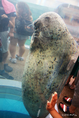 ゴマフアザラシ（京都水族館）①