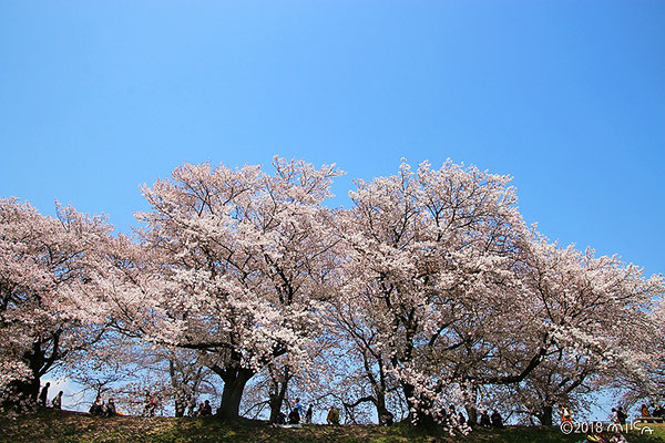さくら 桜 Cherry Blossoms 工房momo