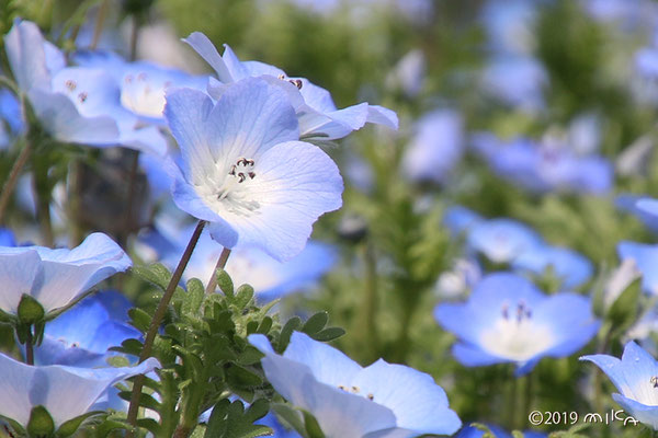 ネモフィラ Nemophila 工房momo ネモフィラ Nemophila 工房momo