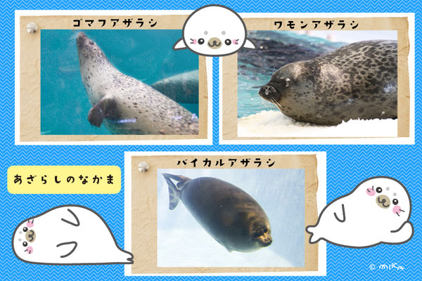 あざらしのなかま