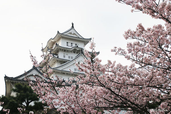 姫路城のお花見