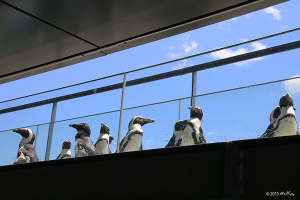 ペンギンたちのお散歩（京都水族館）