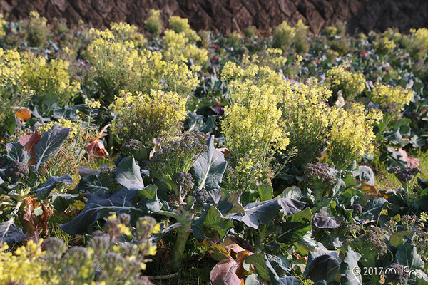 ブロッコリーの花畑