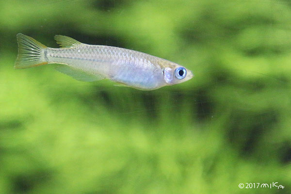 水辺の生き物