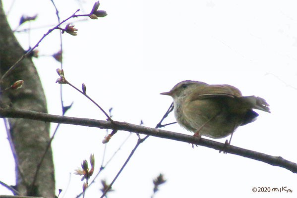 ウグイス Bush Warbler 工房momo ウグイス Bush Warbler 工房momo