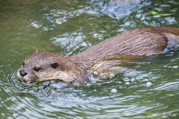 コツメカワウソが泳いでいるところ（神戸どうぶつ王国）