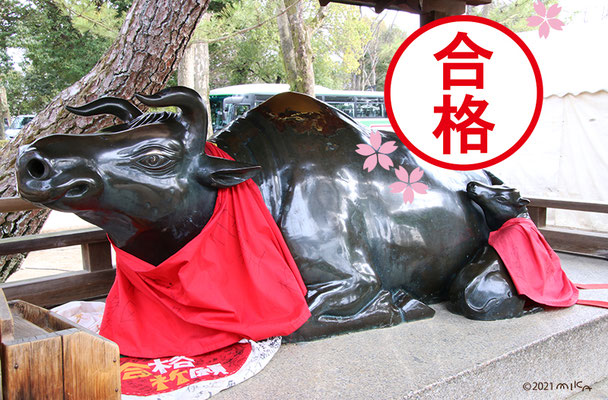 合格祈願の牛の像（北野天満宮）