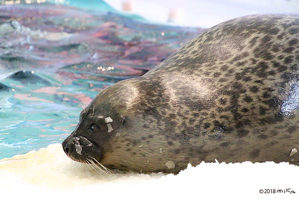 ワモンアザラシ（海遊館）①