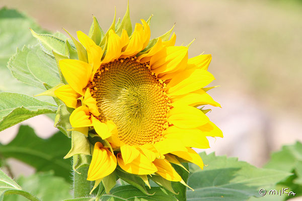 管状花が咲いたばかりのヒマワリ（管状花の外側周辺に花粉）