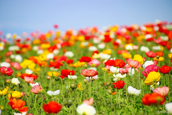 ポピーの花畑