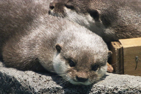 コツメカワウソの顔（ニフレル）