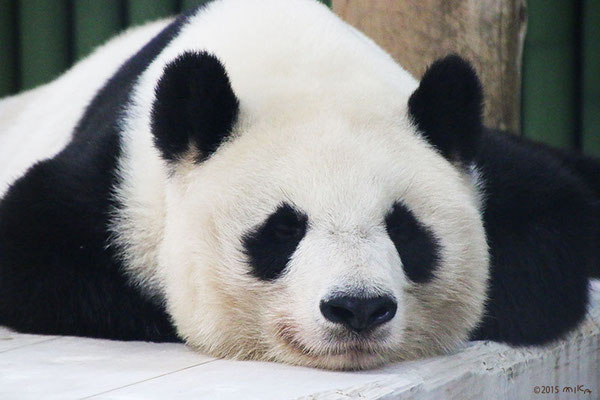 ジャイアントパンダ(Giant Panda) - 『工房momo』 ジャイアントパンダ(Giant Panda) - 『工房momo』
