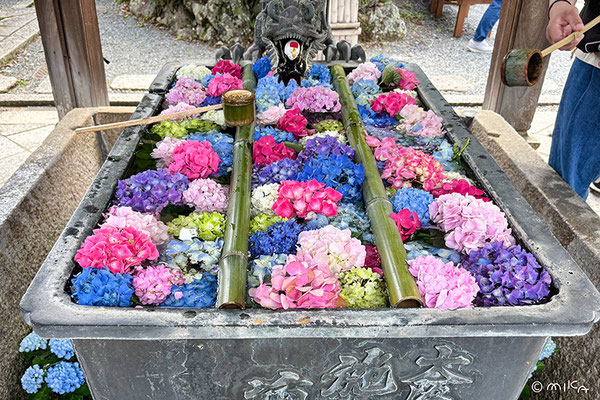 柳谷観音 楊谷寺のあじさいの花手水③