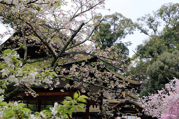 平野神社 さくらまつり