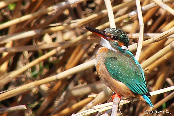 春日 2/26 ダイブしない「カワセミ」！Z8+445 | 野鳥と遊ぶ