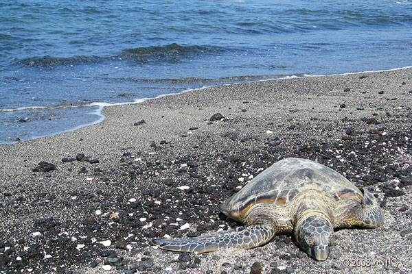 コハラコーストのウミガメ１匹（Kohala Coast）