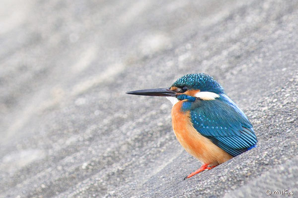 土手のカワセミ