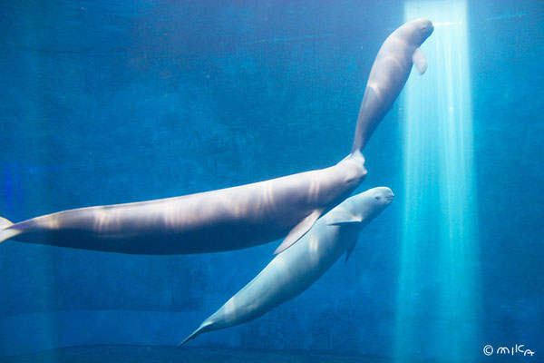 スナメリ（鳥羽水族館）