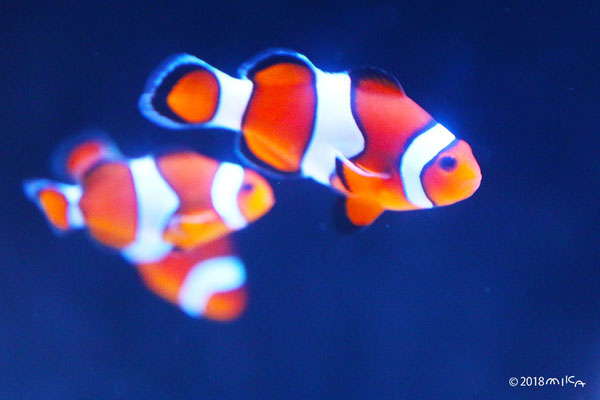 カクレクマノミ２匹（京都水族館）