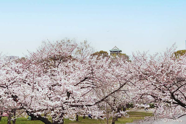 大阪城公園のソメイヨシノ（遠くに大阪城）