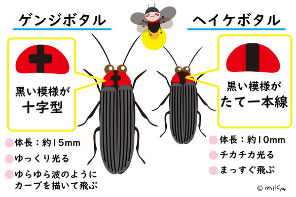 ゲンジボタルとヘイケボタルの違い