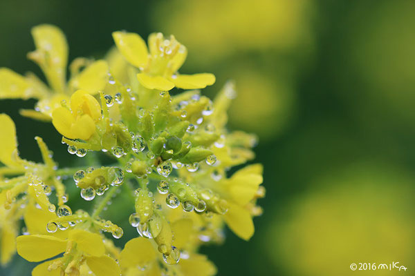 菜の花に小雨