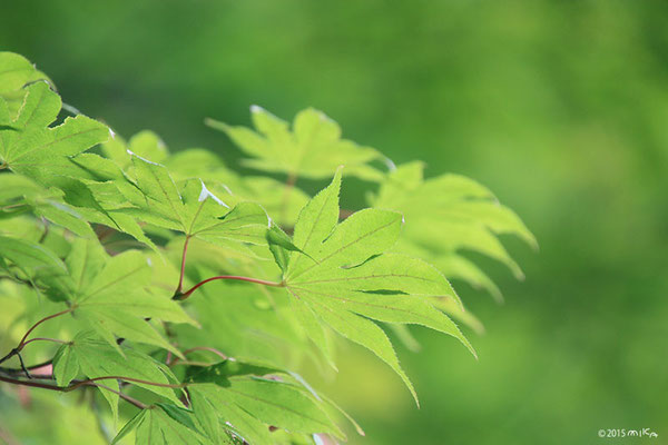 夏のもみじ