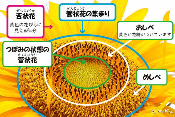 ヒマワリの花のつくり②