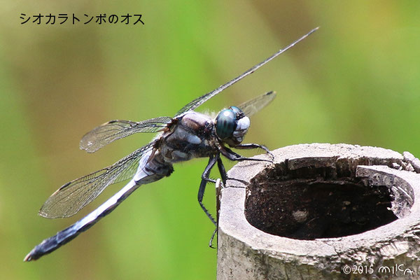 シオカラトンボのオス