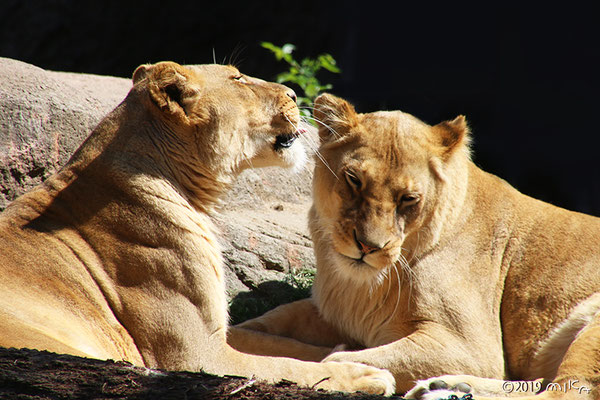 ライオンのメス２頭（天王寺動物園）