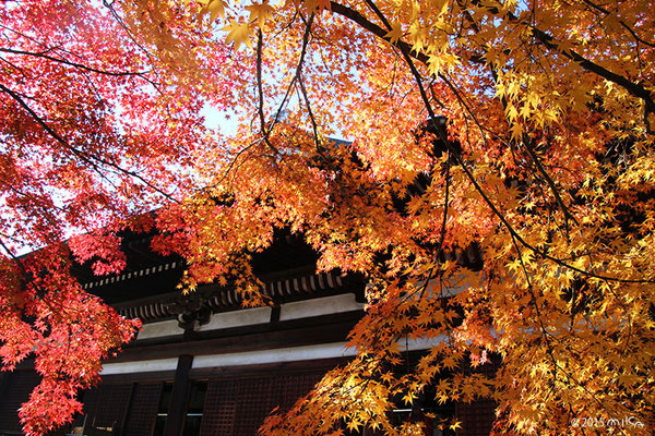 千本釈迦堂 紅葉が見頃（2015年の大根だきにて）