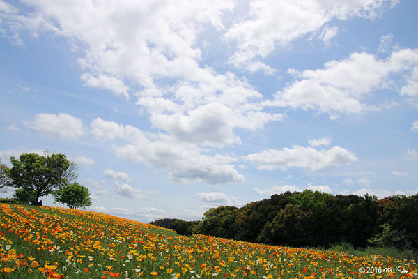 万博記念公園のポピーフェアー