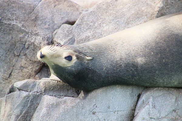 アシカ（神戸市立王子動物園）